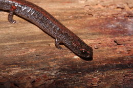 Image of Thorius tlaxiacus Parra-Olea, Rovito, García-París, Maisano, Wake & Hanken 2016