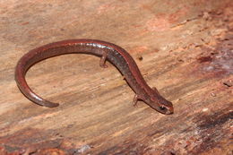 Image of Thorius tlaxiacus Parra-Olea, Rovito, García-París, Maisano, Wake & Hanken 2016