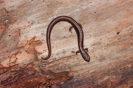 Image of Thorius tlaxiacus Parra-Olea, Rovito, García-París, Maisano, Wake & Hanken 2016