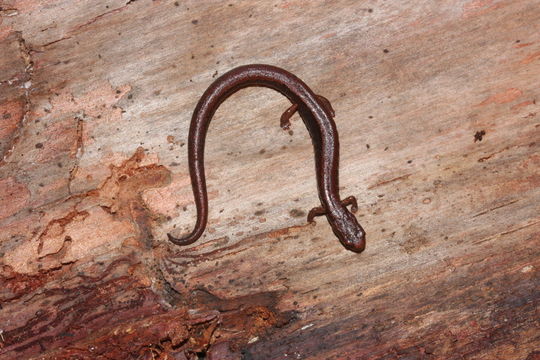 Image of Thorius tlaxiacus Parra-Olea, Rovito, García-París, Maisano, Wake & Hanken 2016