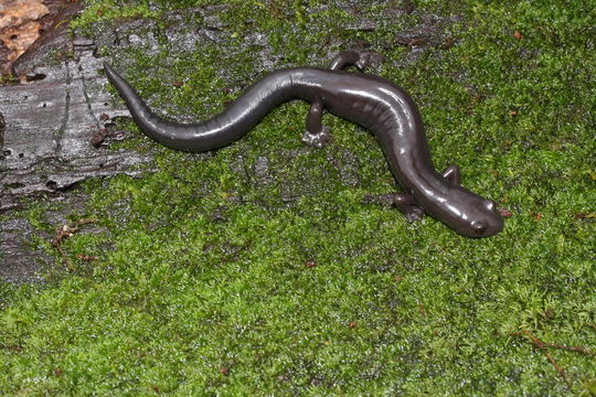 Image of Oaxacan Mushroomtongue Salamander