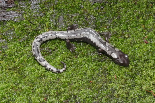 Imagem de Bolitoglossa macrinii (Lafrentz 1930)