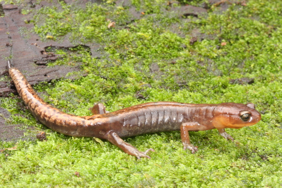 Image of Sierra Juarez Salamander