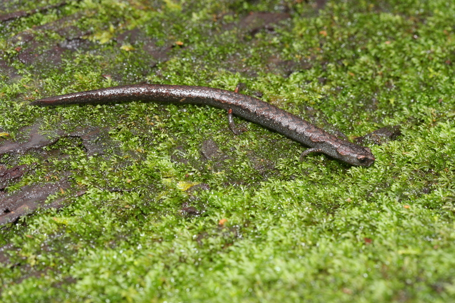 Image of Boreas Pigmy Salamander