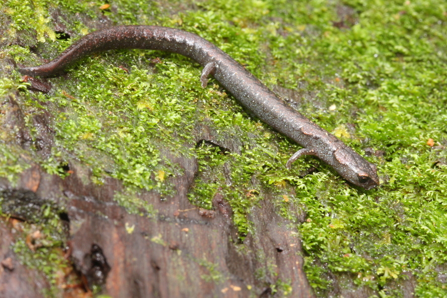 Image of Boreas Pigmy Salamander