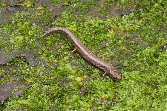 Image of MacDougal's Pygmy Salamander