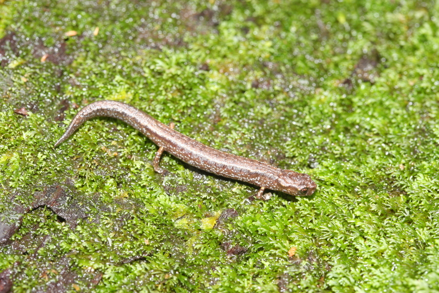 Image of MacDougal's Pygmy Salamander