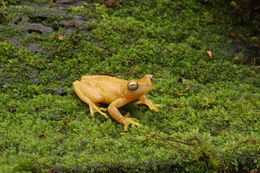 Image of Dwarf Mexican Treefrog