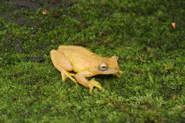 Image of Dwarf Mexican Treefrog