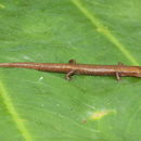 Image of Chinanteca Salamander