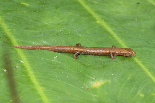 Image of Chinanteca Salamander