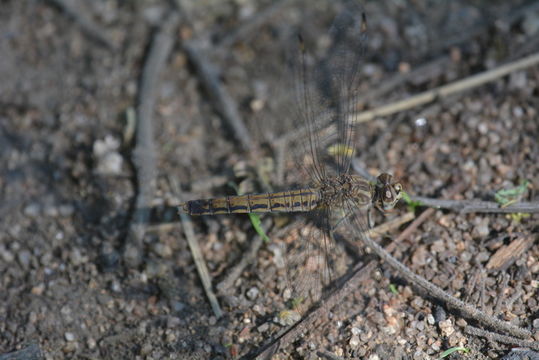 Image of Banded Groundling