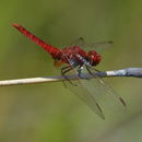 Image of Crocothemis Brauer 1868