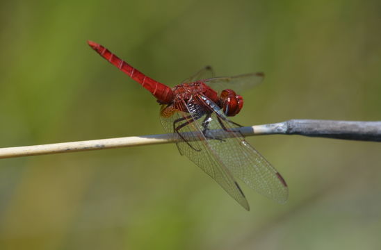 Image of Broad Scarlet