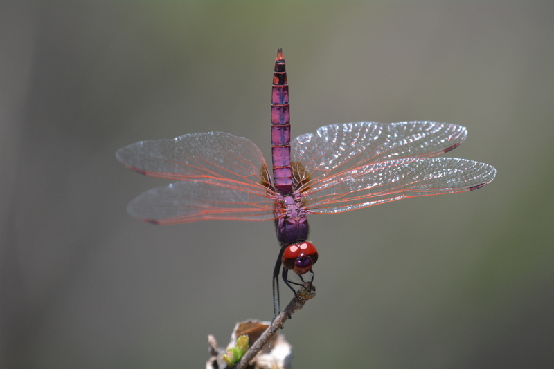 Image of Violet Dropwing