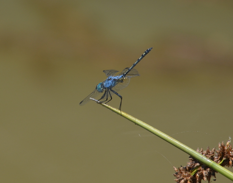 Image of Jaunty Dropwing