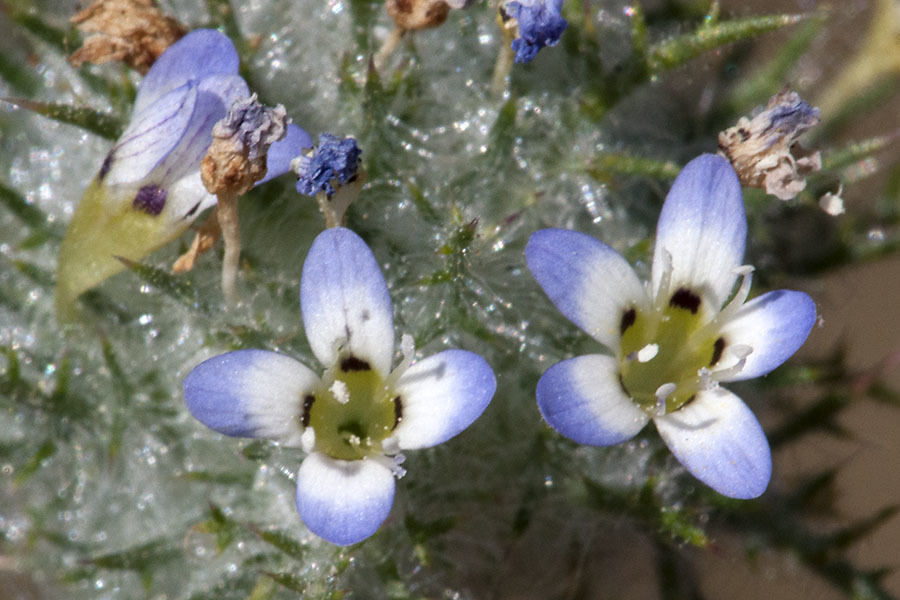 Image de Navarretia eriocephala Mason