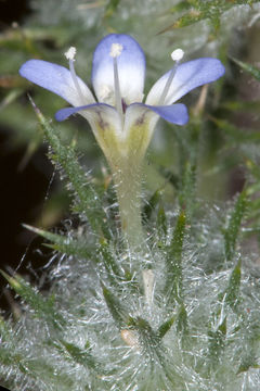 Image de Navarretia eriocephala Mason