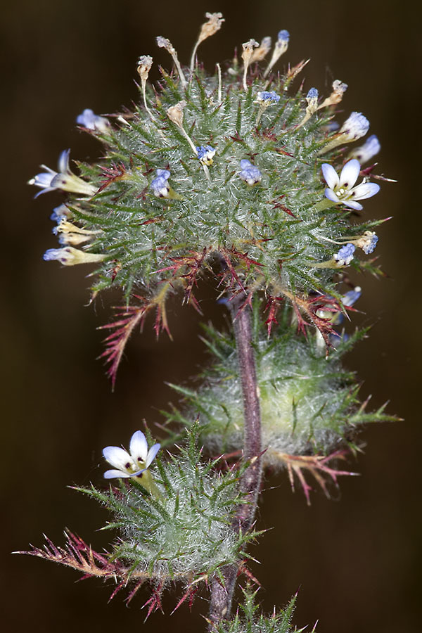 Image de Navarretia eriocephala Mason