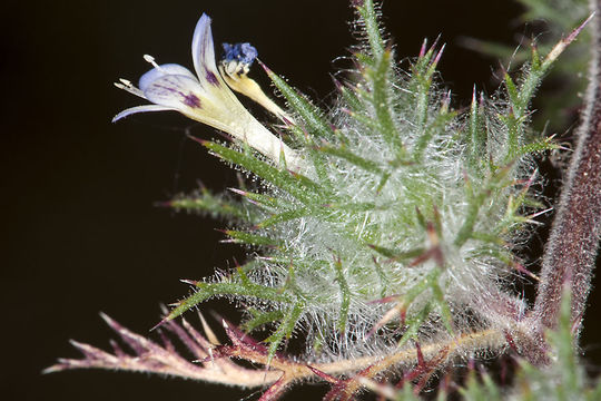 Image of Hoary Pincushion-Plant