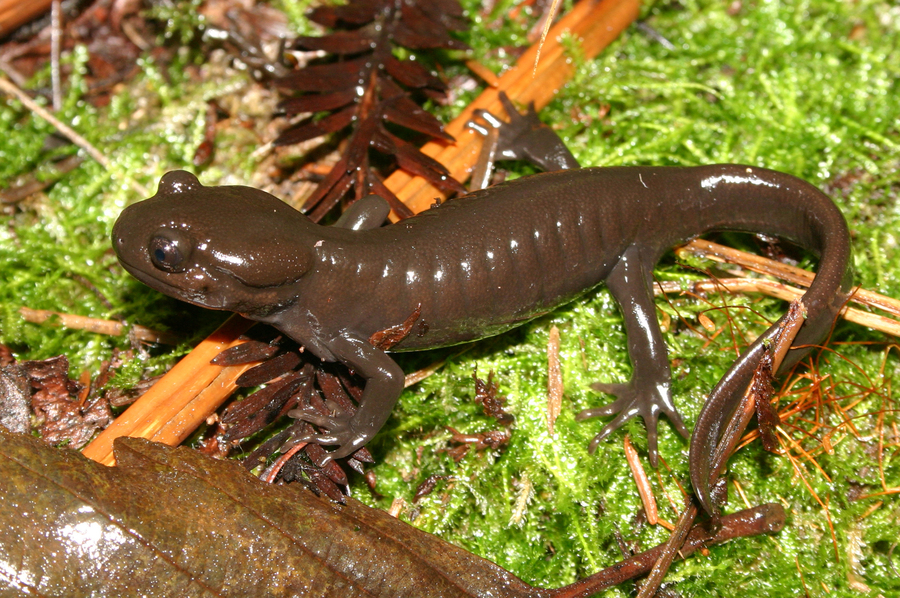 Image of Northwestern Salamander