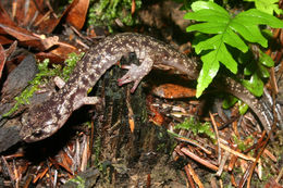 Image of Wandering Salamander