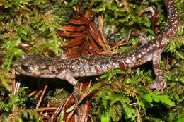 Image of Wandering Salamander