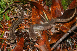 Image of Wandering Salamander