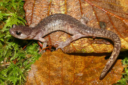 Image of Wandering Salamander