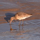 Imagem de Limosa limosa (Linnaeus 1758)