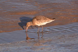 Image of Black-tailed Godwit