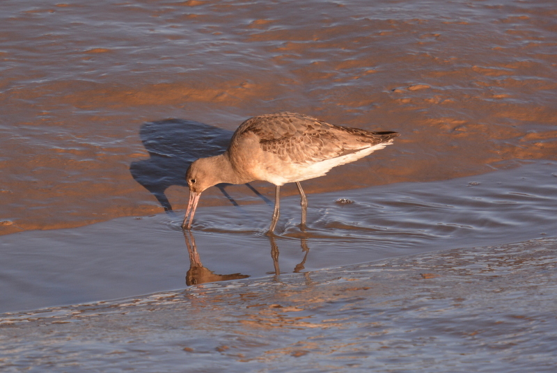 Imagem de Limosa limosa (Linnaeus 1758)