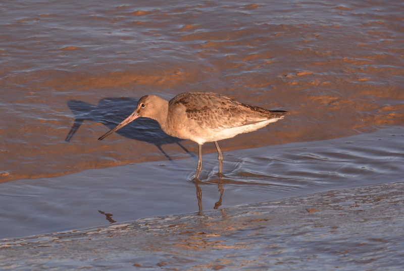 Imagem de Limosa limosa (Linnaeus 1758)