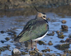 Image of Lapwing