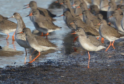 Image of Spotted Redshank