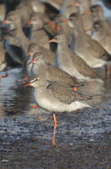 Image of Spotted Redshank