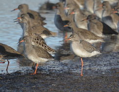 Image of Spotted Redshank