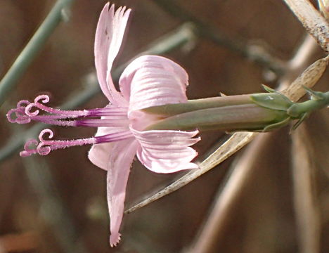 Image of brownplume wirelettuce