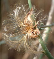 صورة Stephanomeria pauciflora (Torr.) A. Nels.