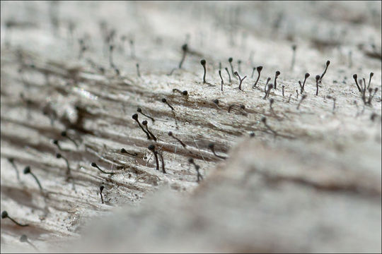 Image of Chippendale stubble