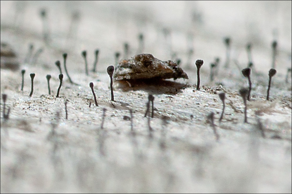 Image of Chippendale stubble