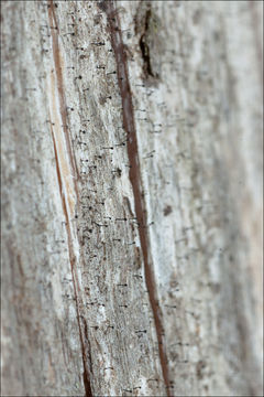 Image of Chippendale stubble