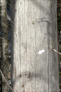 Image of Chippendale stubble