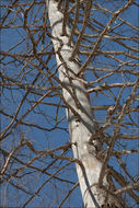 Image of Chippendale stubble