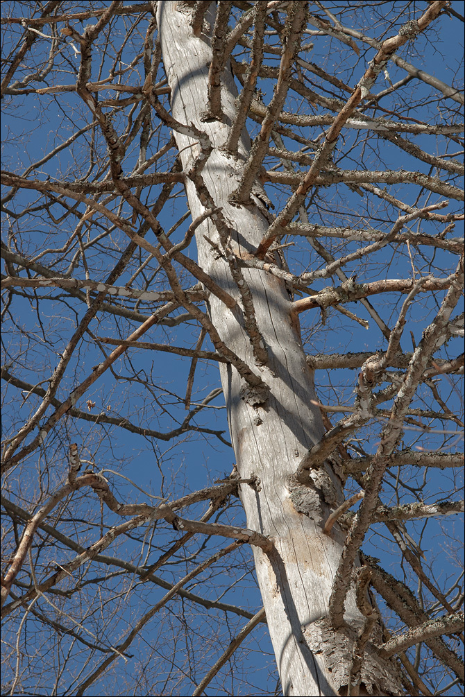 Image of Chippendale stubble