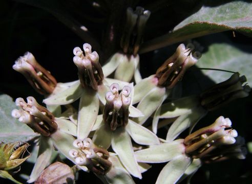 Image of zizotes milkweed