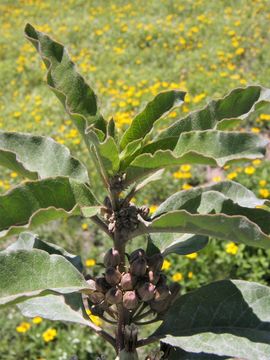 Image of zizotes milkweed