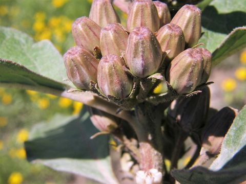 Image of zizotes milkweed