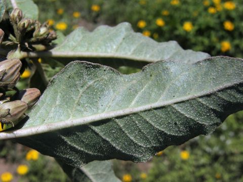 Image of zizotes milkweed