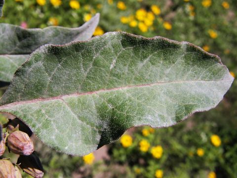 Image of zizotes milkweed